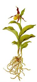 Cypripedium Calceolus